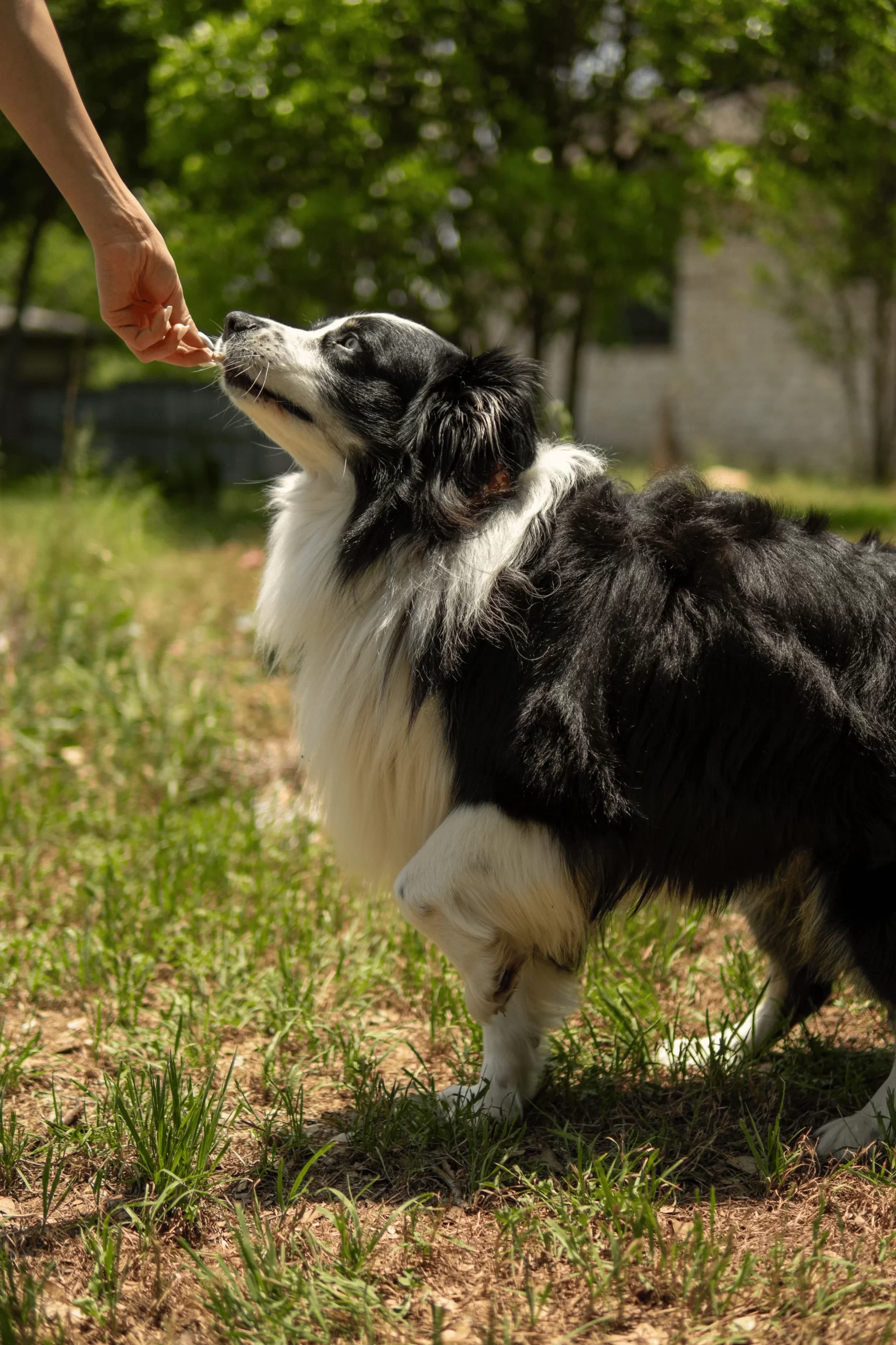 austin pet sitter, austin pet care