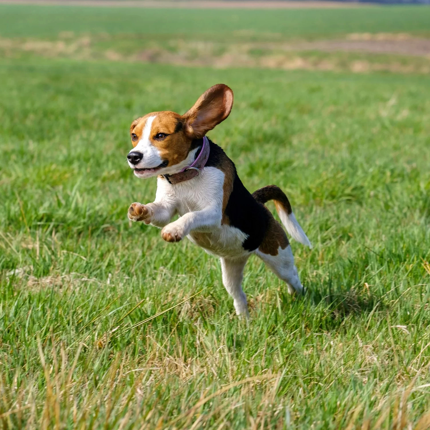 Book an Experienced Dog Walker and Pet Sitter