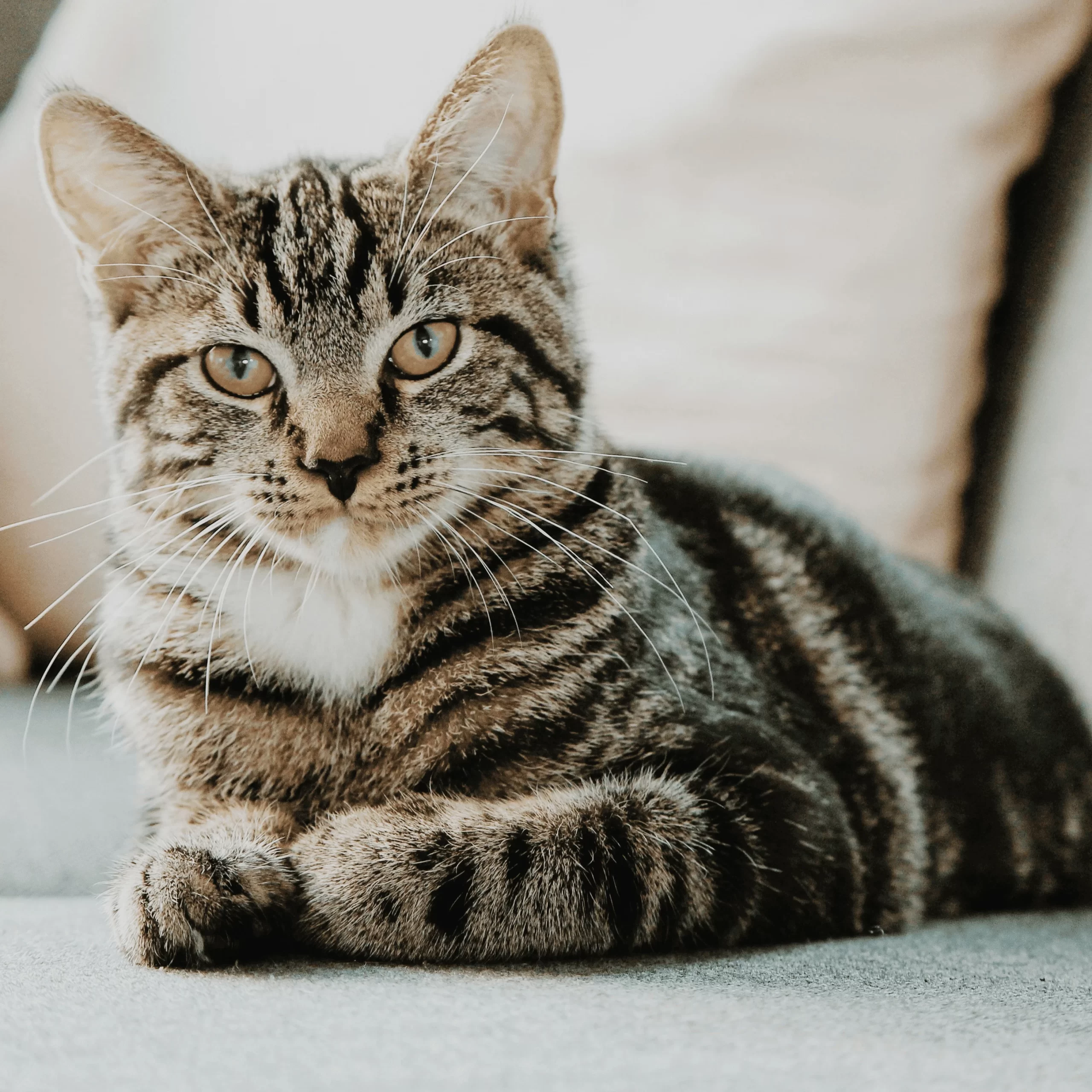 Dog and Cat Sitting Services Local to Austin, TX