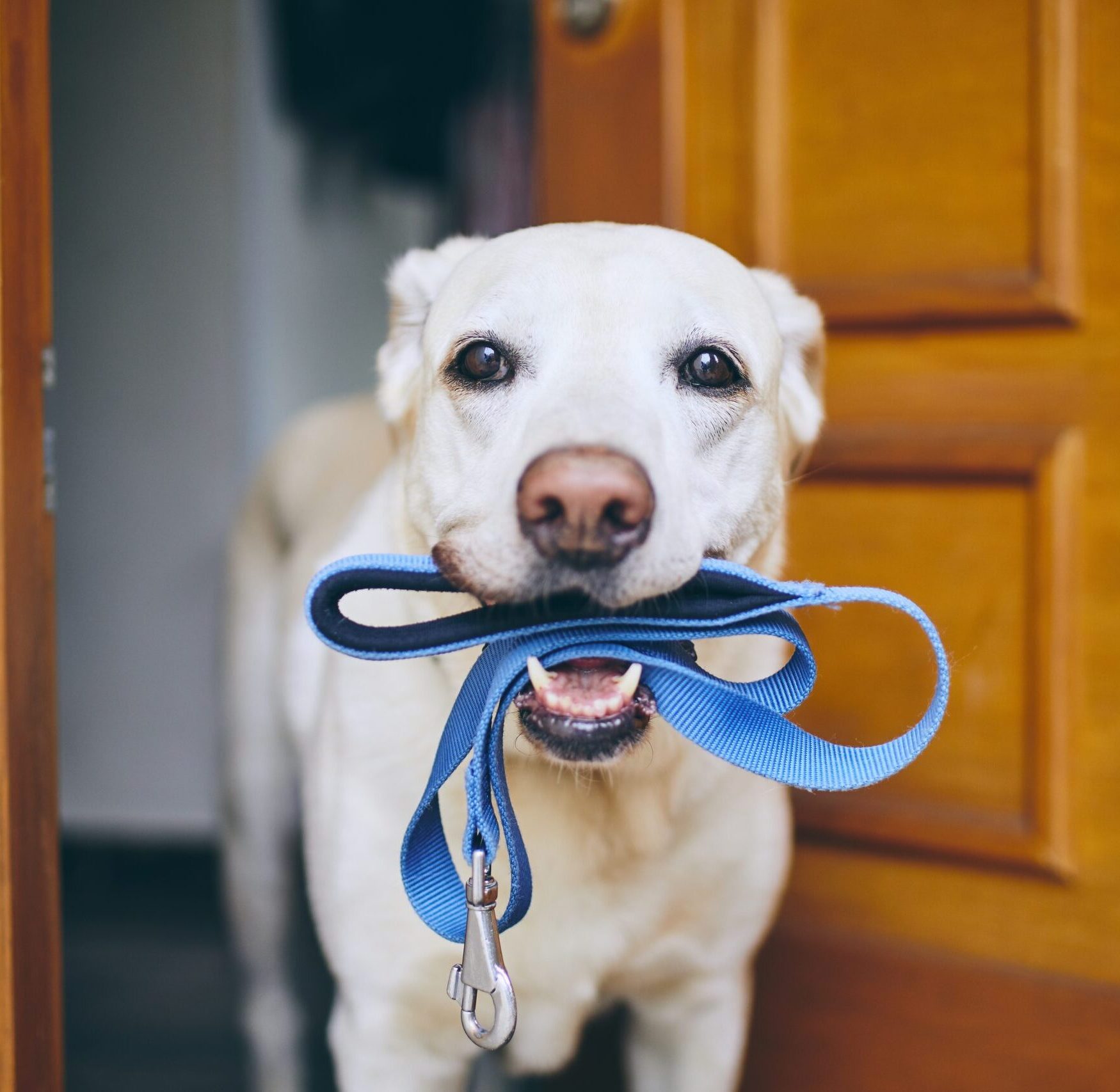 Dog standing by the door waiting for a walk, Dog and Cat Sitting Services Local to Austin, TX