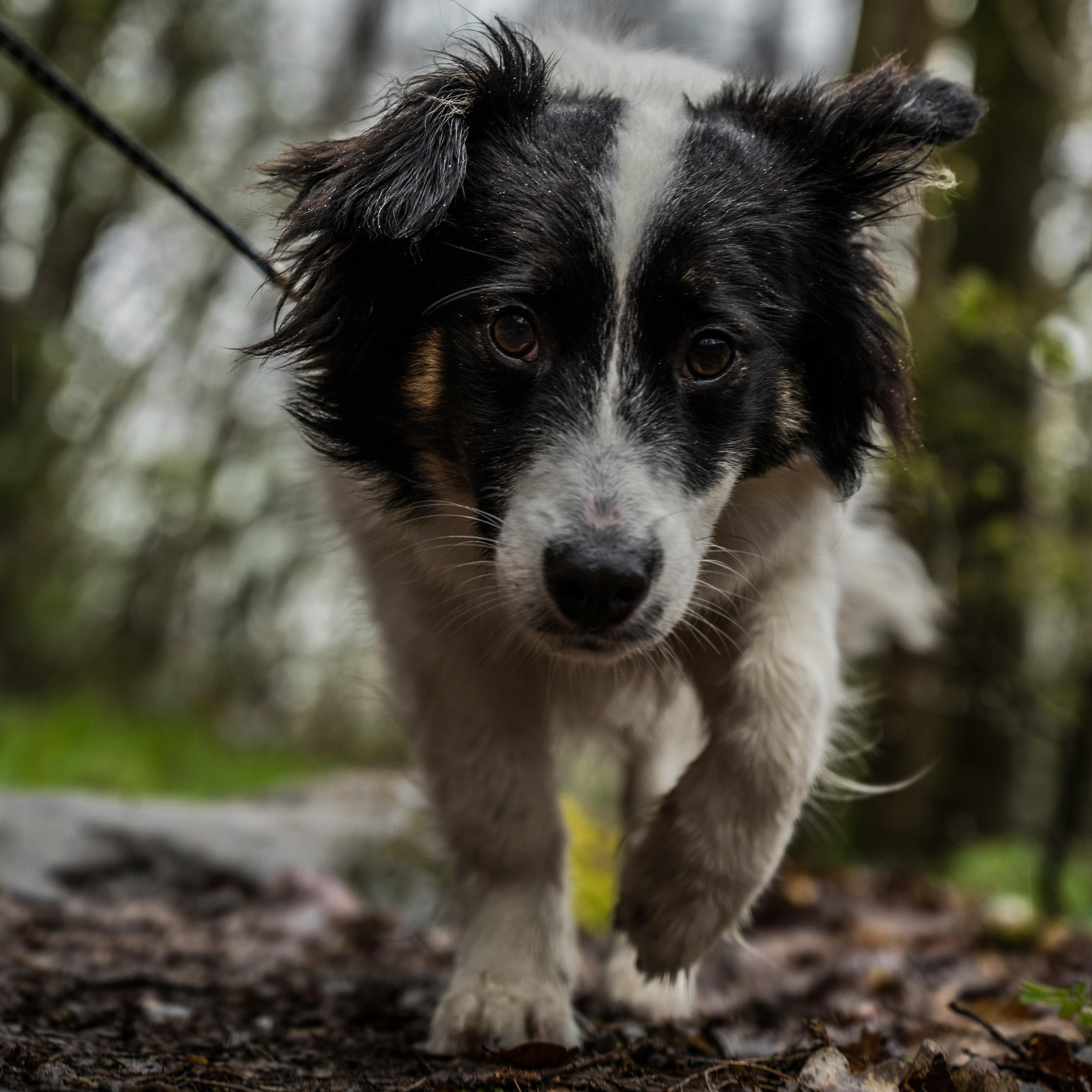 Dog walking through a hiking trail on a leash, Book an Experienced Dog Walker and Pet Sitter